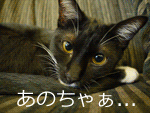�y�b�g�u���O�����L���O