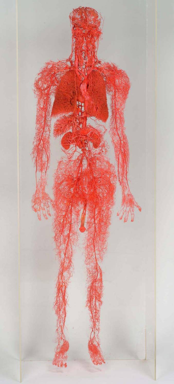 Iphoneの壁紙を晒すスレ 遺体なの 物議を呼んでいる人体の不思議展の画像集 Naver まとめ