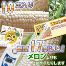 旭山動物園白くまコーン