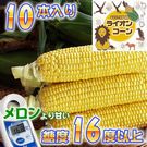 旭山動物園ライオンコーン