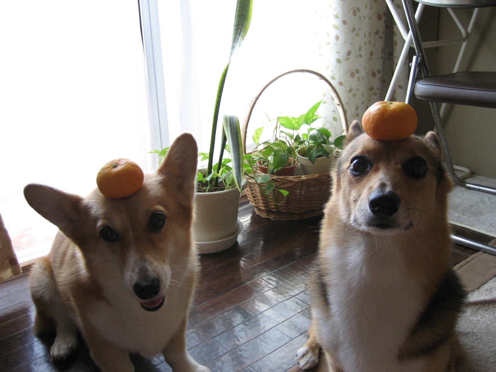 OCD Obsessive Corgi Disorder The oranges are a symbol for good