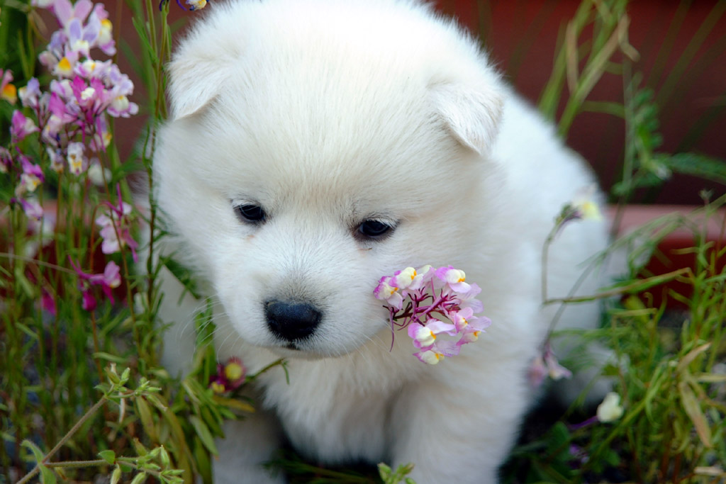 動物 かわいい犬 壁紙集 癒し画像 動物 かわいい犬 壁紙集 いやしいぬ U W Naver まとめ