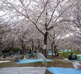 大川の桜傘で場所取
