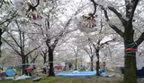 大川の桜と場所取り