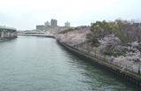 大川の桜