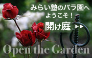 みらい塾のバラの庭