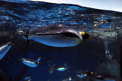 水中のペンギン