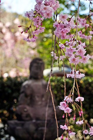菩薩像と枝垂れ桜