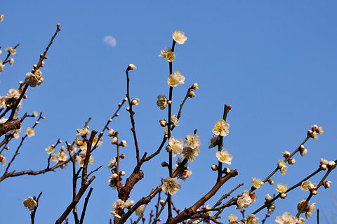 梅の花と月