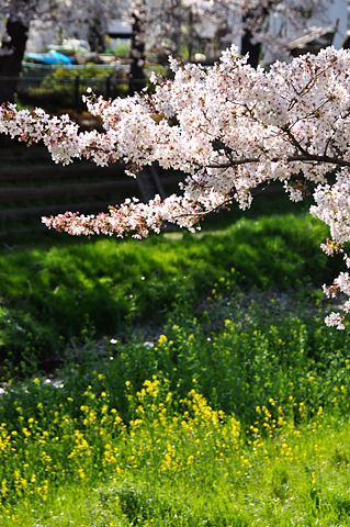 野川の桜と菜の花