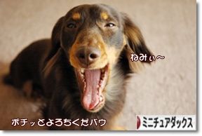 ¤Ë¤Û¤ó¥Ö¥í¥°Â¼ ¸¤¥Ö¥í¥° ¥ß¥Ë¥Á¥å¥¢¥À¥Ã¥¯¥¹¥Õ¥ó¥É¤Ø