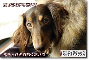 ¤Ë¤Û¤ó¥Ö¥í¥°Â¼ ¸¤¥Ö¥í¥° ¥ß¥Ë¥Á¥å¥¢¥À¥Ã¥¯¥¹¥Õ¥ó¥É¤Ø