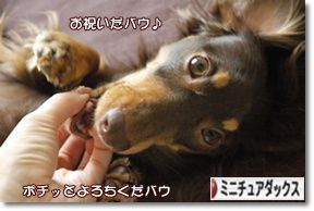 ¤Ë¤Û¤ó¥Ö¥í¥°Â¼ ¸¤¥Ö¥í¥° ¥ß¥Ë¥Á¥å¥¢¥À¥Ã¥¯¥¹¥Õ¥ó¥É¤Ø