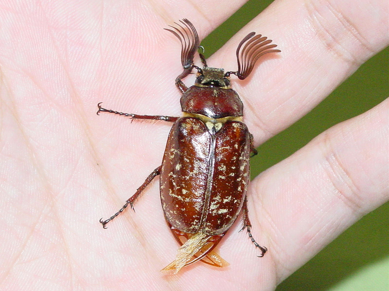 カナヘビに昆虫ゼリーは代用できる？長期使用NGの理由と正しい補助食活用法を徹底解説