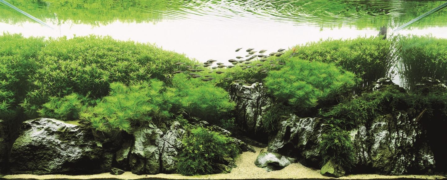 かなり美しい水草水槽の画像 とても水槽の中とは思えない水草レイアウト 水草水槽の美しい画像 作り方やレイアウト 立ち上げ方法や費用やadaについて知り Naver まとめ