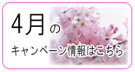 7万円からの婚活！ジュブレの桜咲くキャンペーン実施中！！
