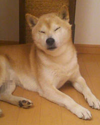 (∪^ω^)わんわんお!