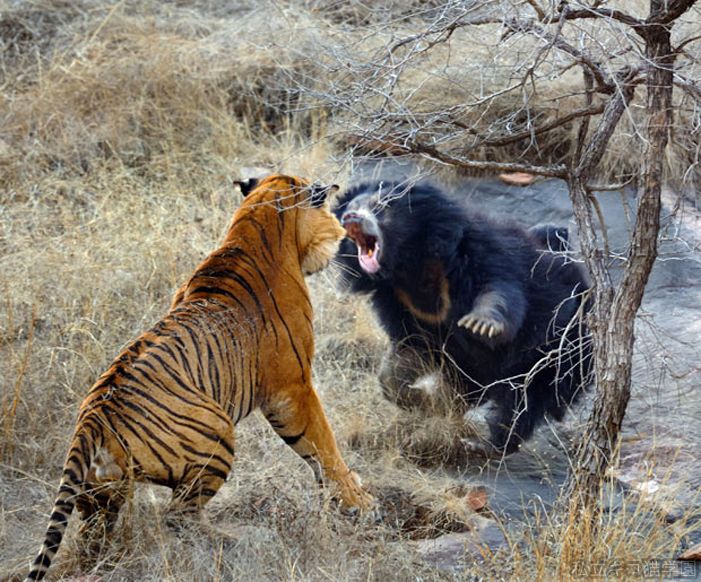 トラ Vs クマーーーー 私立ギコ猫学園