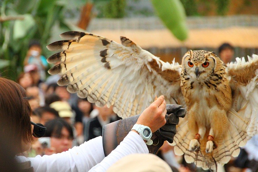 神戸花鳥園11 1 フクロウの顔 Jp3pzd S Photo Diary