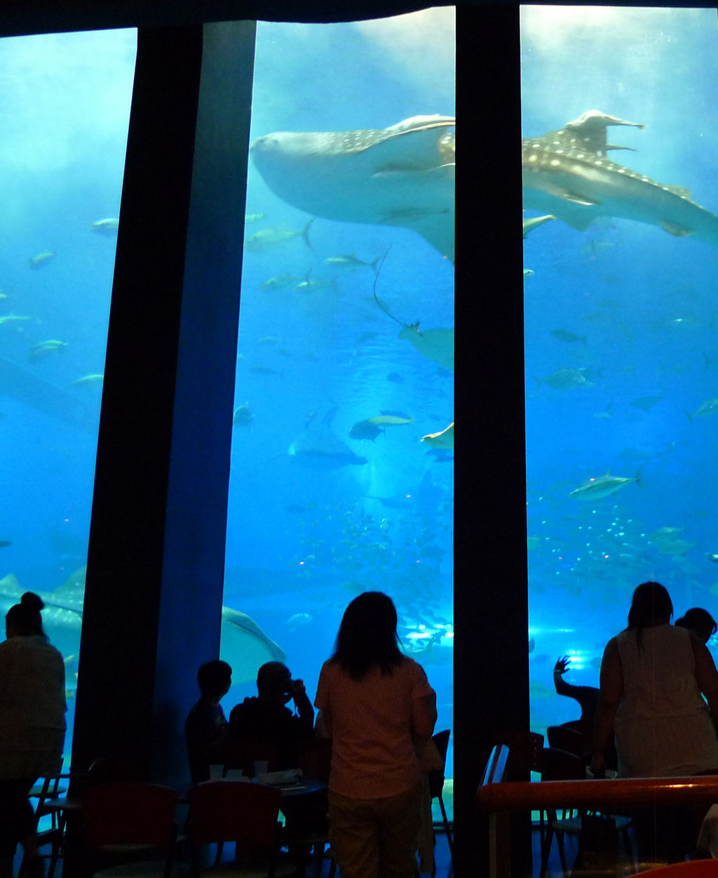 カフェ オーシャンブルー 美ら海水族館 菊さんの食い倒れ万遊記 うまいもの食べ歩きグルメ日記