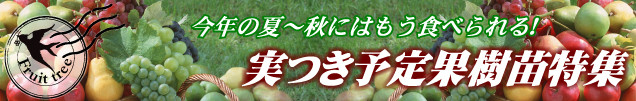 実付き予定の果樹苗特集タイトル