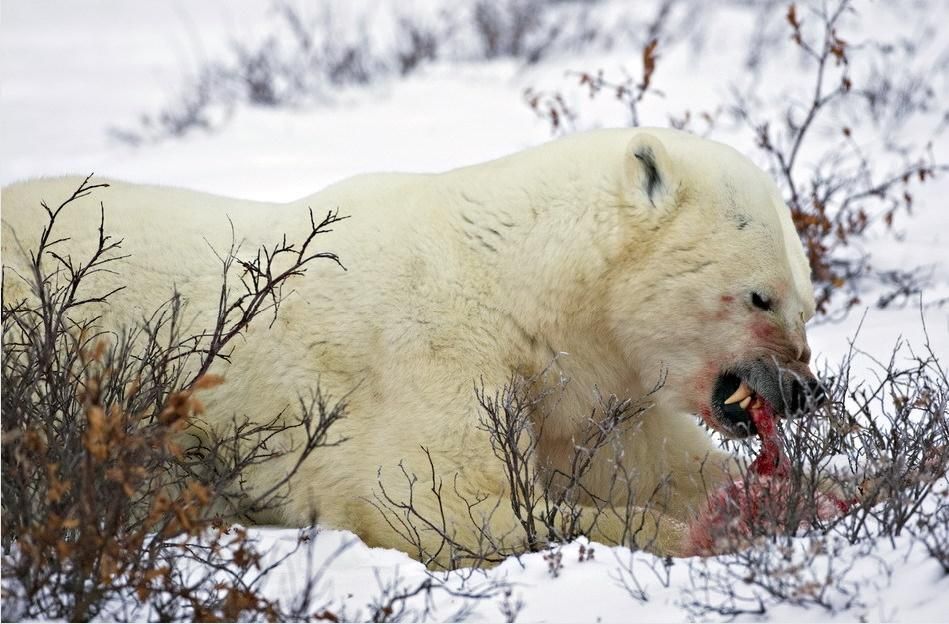 閲覧注意 これが北極での現実 子グマを食べるホッキョクグマが撮影される ジオちゃんねる