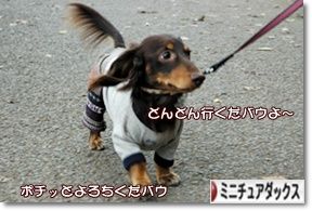 ¤Ë¤Û¤ó¥Ö¥í¥°Â¼ ¸¤¥Ö¥í¥° ¥ß¥Ë¥Á¥å¥¢¥À¥Ã¥¯¥¹¥Õ¥ó¥É¤Ø