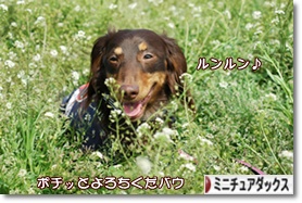 ˤ֥ۤ¼ ֥ ߥ˥奢åեɤ