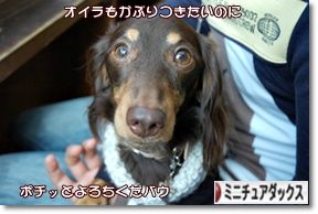¤Ë¤Û¤ó¥Ö¥í¥°Â¼ ¸¤¥Ö¥í¥° ¥ß¥Ë¥Á¥å¥¢¥À¥Ã¥¯¥¹¥Õ¥ó¥É¤Ø