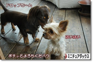 �ˤۤ�֥���¼ ���֥��� �ߥ˥��奢���å����ե�ɤ�