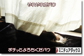 �ˤۤ�֥���¼ ���֥��� �ߥ˥��奢���å����ե�ɤ�