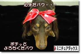 �ˤۤ�֥���¼ ���֥��� �ߥ˥��奢���å����ե�ɤ�