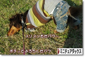 �ˤۤ�֥���¼ ���֥��� �ߥ˥��奢���å����ե�ɤ�