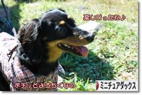 ¤Ë¤Û¤ó¥Ö¥í¥°Â¼ ¸¤¥Ö¥í¥° ¥ß¥Ë¥Á¥å¥¢¥À¥Ã¥¯¥¹¥Õ¥ó¥É¤Ø