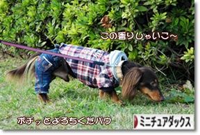 ¤Ë¤Û¤ó¥Ö¥í¥°Â¼ ¸¤¥Ö¥í¥° ¥ß¥Ë¥Á¥å¥¢¥À¥Ã¥¯¥¹¥Õ¥ó¥É¤Ø